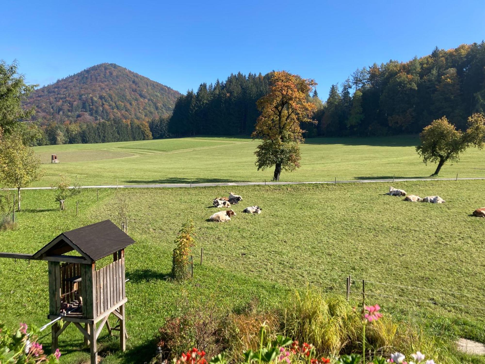 Obereggut Apartman Hof bei Salzburg Kültér fotó